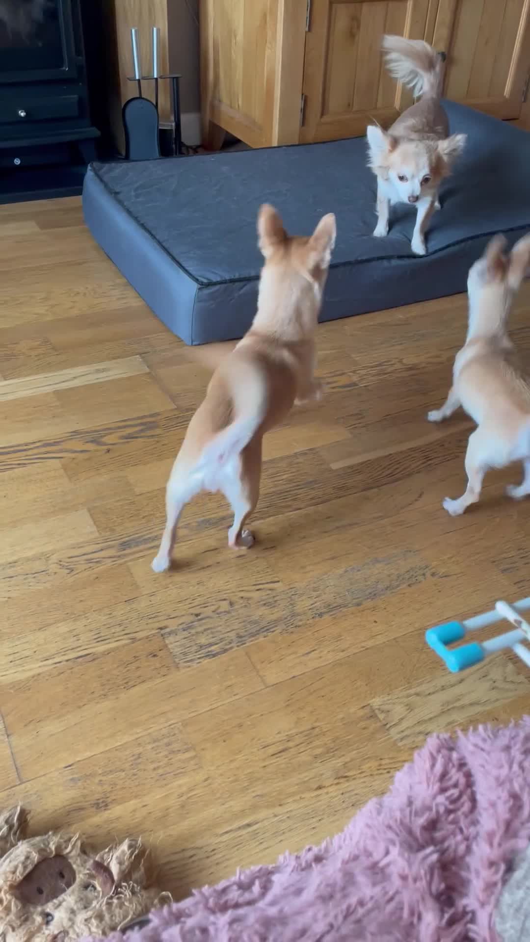 Chihuahua dogs for sale: Smooth coat chihuahua brothers - Video 2