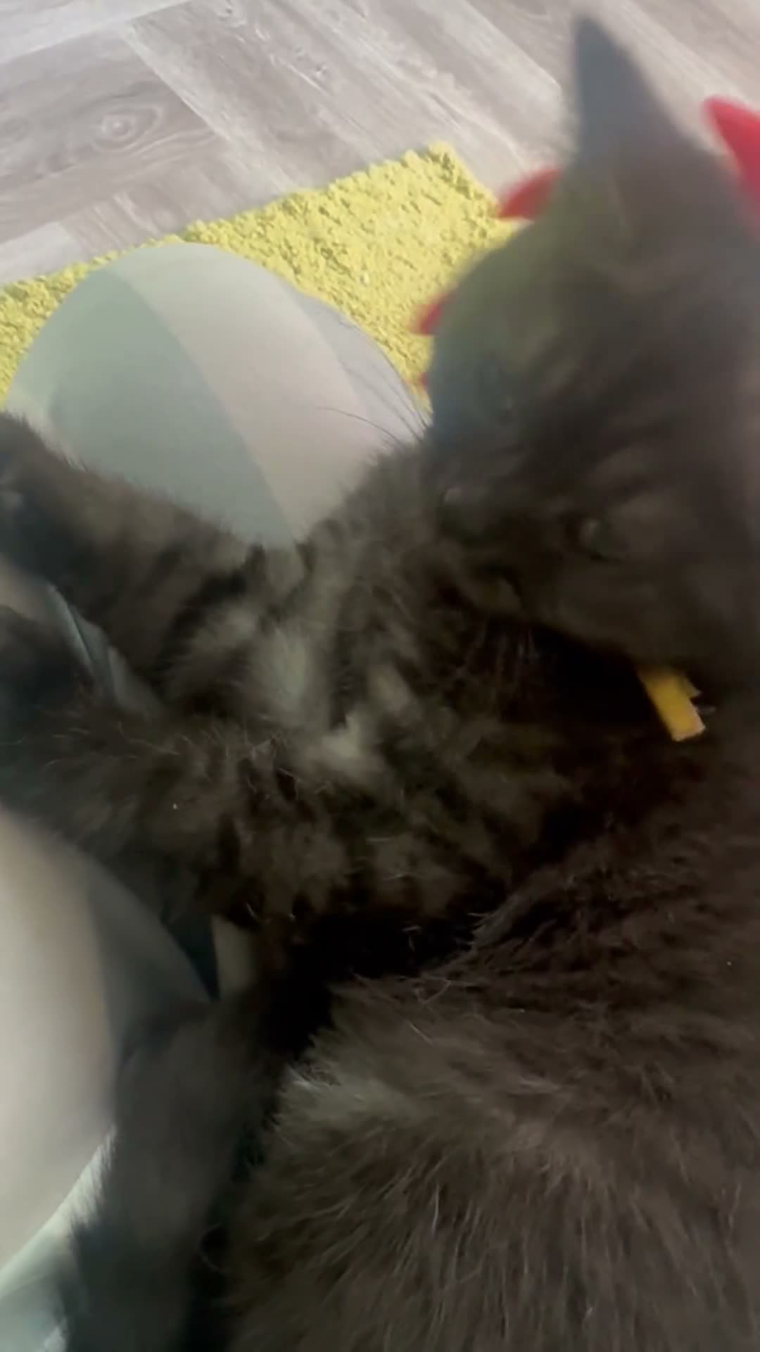 Scottish Fold cats for sale: Scottish straight kittens registered  - Video 3