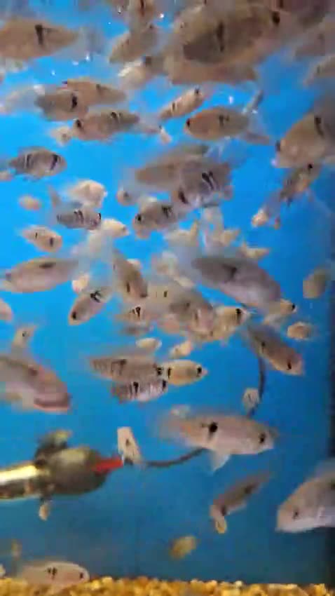 Other/Mixed Breed fish for sale: Mixture of all different types of fish i have. - Video 4