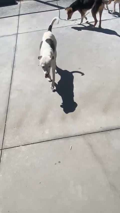 Mixed Breed dogs for adoption: Hannah, 2-3 yrs old. Available for adoption. - Video 2
