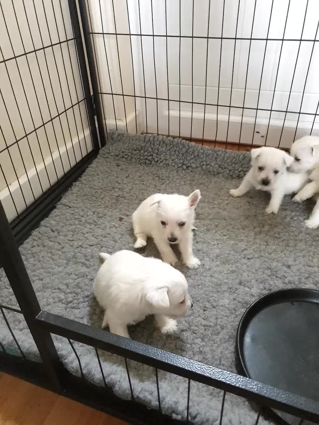 West Highland Terrier dogs for sale: FifeWesties  - Video 2
