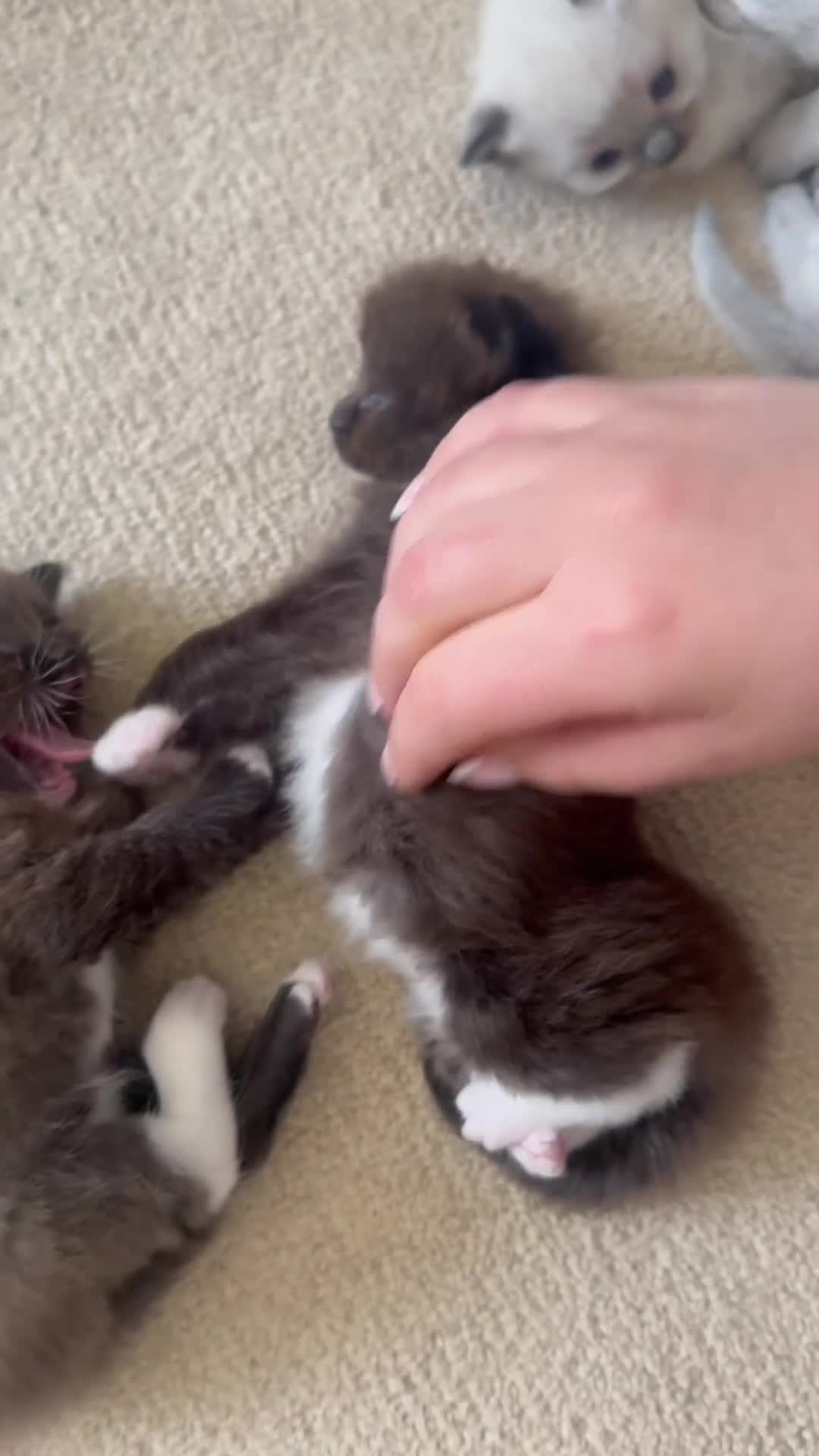 Ragdoll cats for sale: CINNAMON RAGDOLLS - GIRL AND BOY 🐻🤎🧸 - Video 3