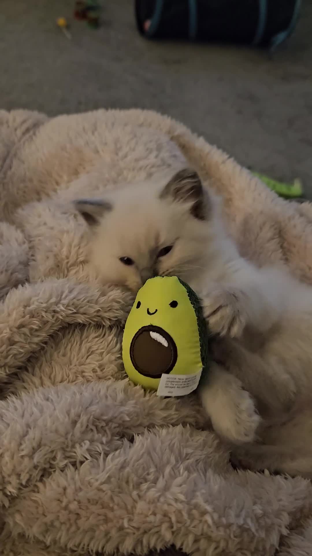 Ragdoll cats for sale: Microchipped Ragdoll - Blue Point *with everything - Video 1