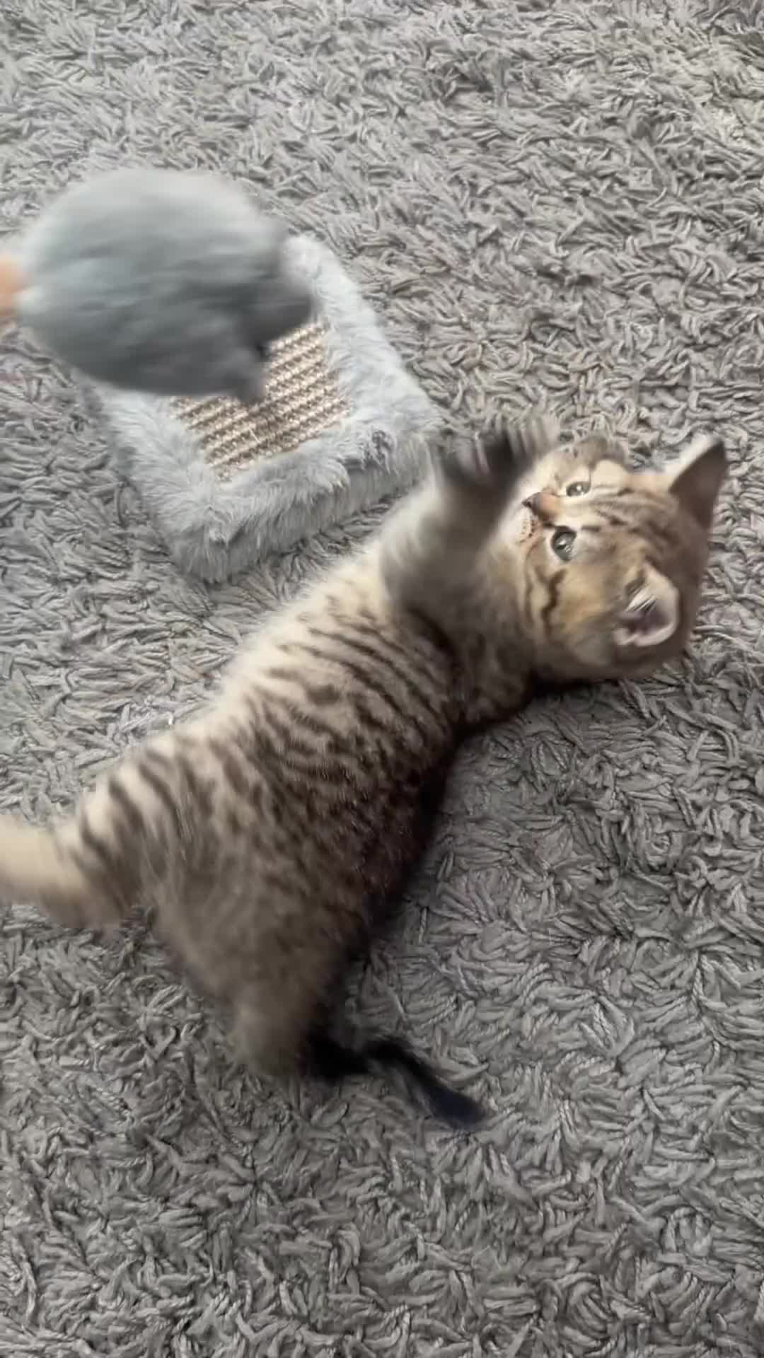 Scottish Fold cats for sale: REDUCED ❤️❤️Tabby cat😘Luxury Scottish❤️❤️❤️❤️❤️❤️ - Video 3