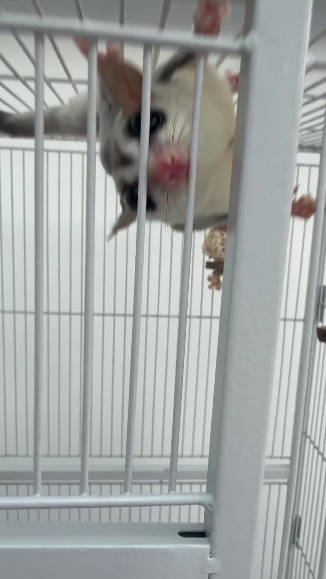 Sugar Glider rodents for sale: 2x Male sugar Gliders age 3 years in Stanford-le-Hope - Video 1