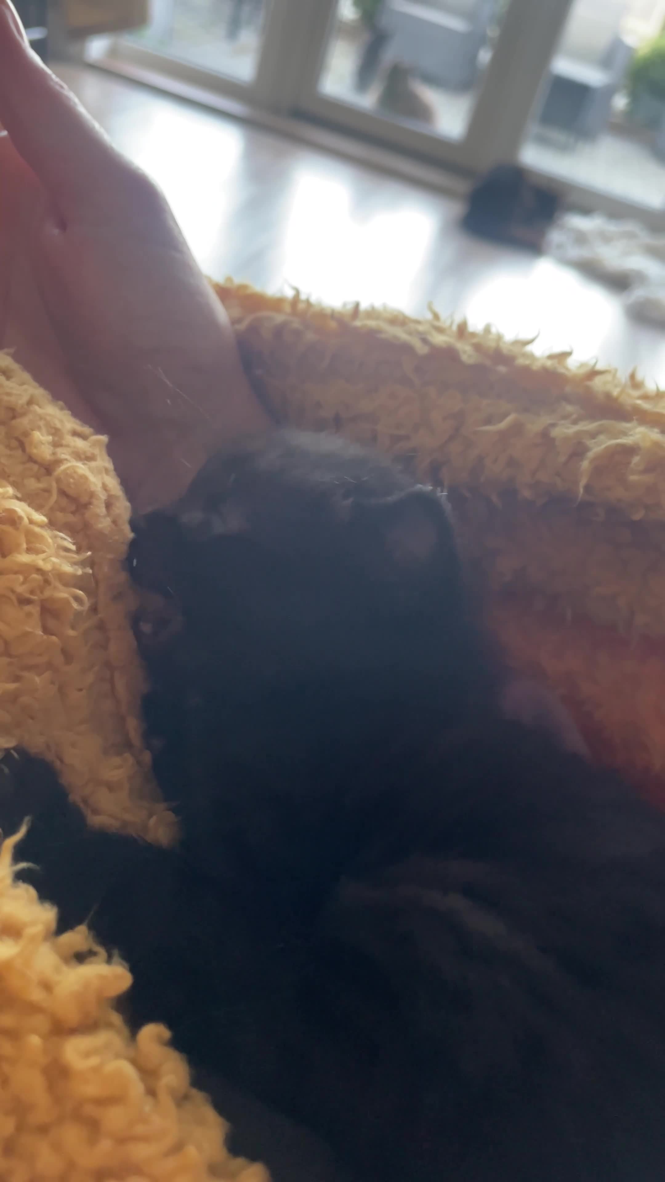 Mixed Breed cats for sale: Half Persian fluff balls - Video 1