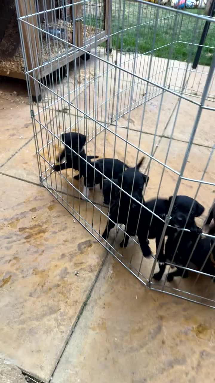 Patterdale Terrier dogs for sale: Patterdale puppies  - Video 2