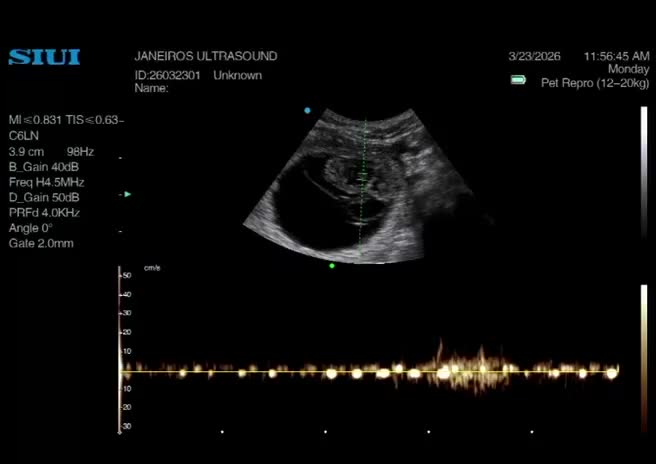 Cockapoo dogs for sale: Our Last Cockapoo Litter, Raised with Love at Home - Video 1