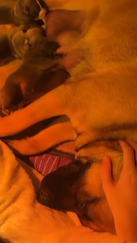 Mixed Breed dogs for sale: Beautiful German Shepherd cross puppies  - Video 1