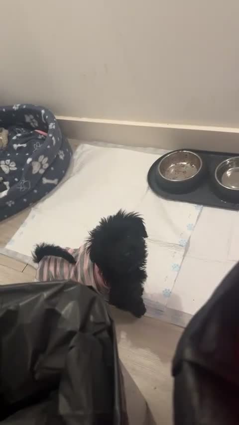 Yorkiepoo dogs for sale: Female YorkiePoo - Video 1