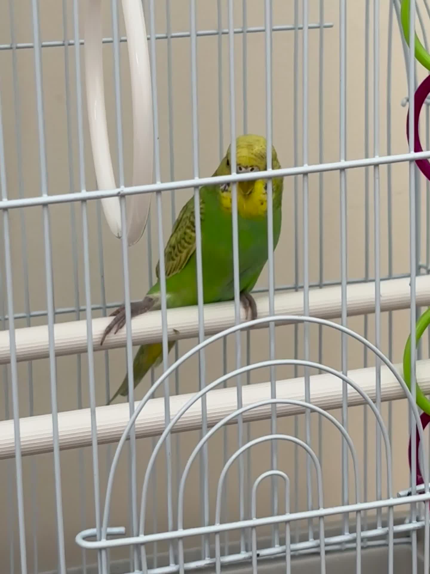 Budgerigars birds for sale: Budgie for sale - Male, green, 3 months old  - Video 1