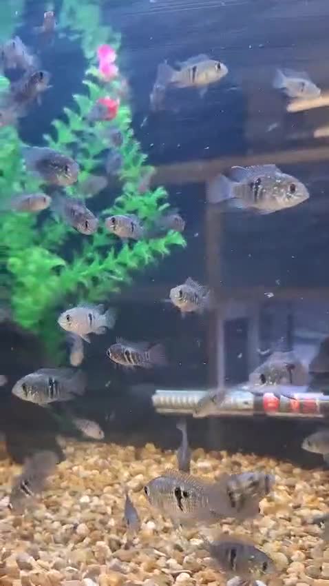 Other/Mixed Breed fish for sale: Mixture of all different types of fish i have. - Video 2