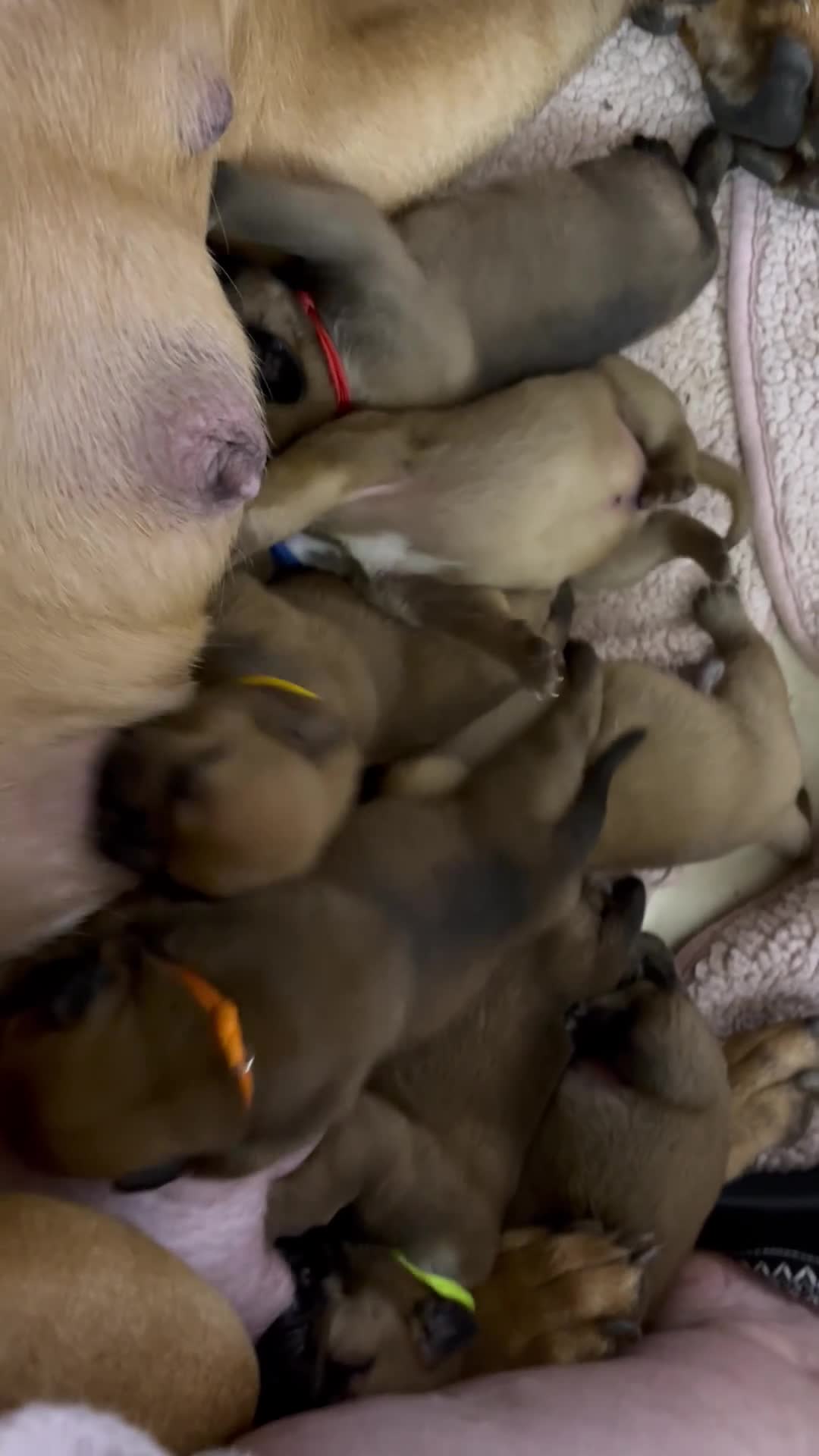 Bullmastiff dogs for sale: Beautiful litter of KC Reg bullmastiff puppies - Video 1