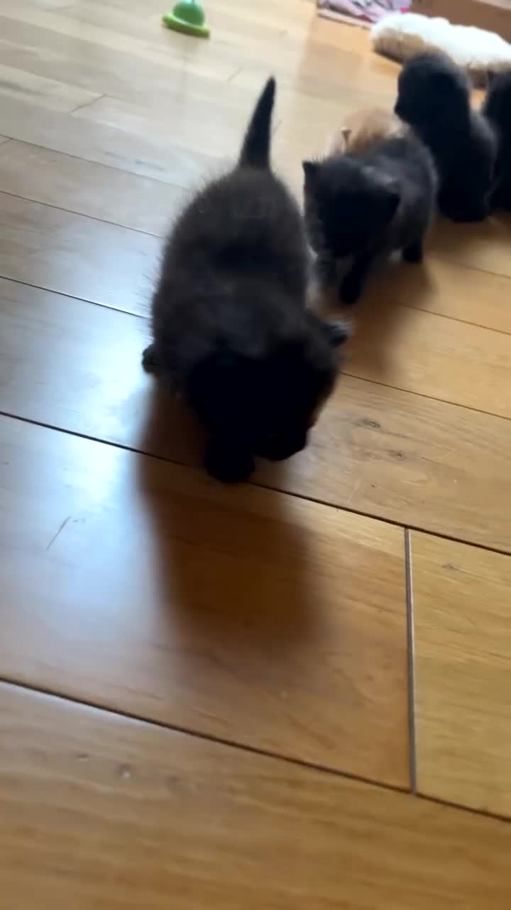 Domestic Shorthair cats for sale: 5 beautiful mixed ragdoll x domestic shorthair mix - Video 3