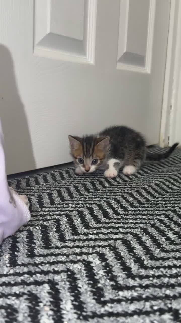 Domestic Shorthair cats for sale: 🤍TABBY KITTENS FOR SALE!! in Newton Aycliffe - Video 4