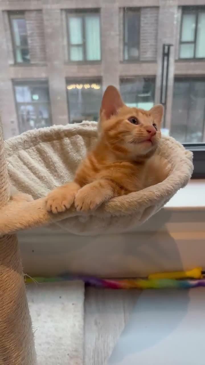 Bengal cats for sale: Two Gorgeous Ginger Kittens – Loving Homes 🐾 - Video 1