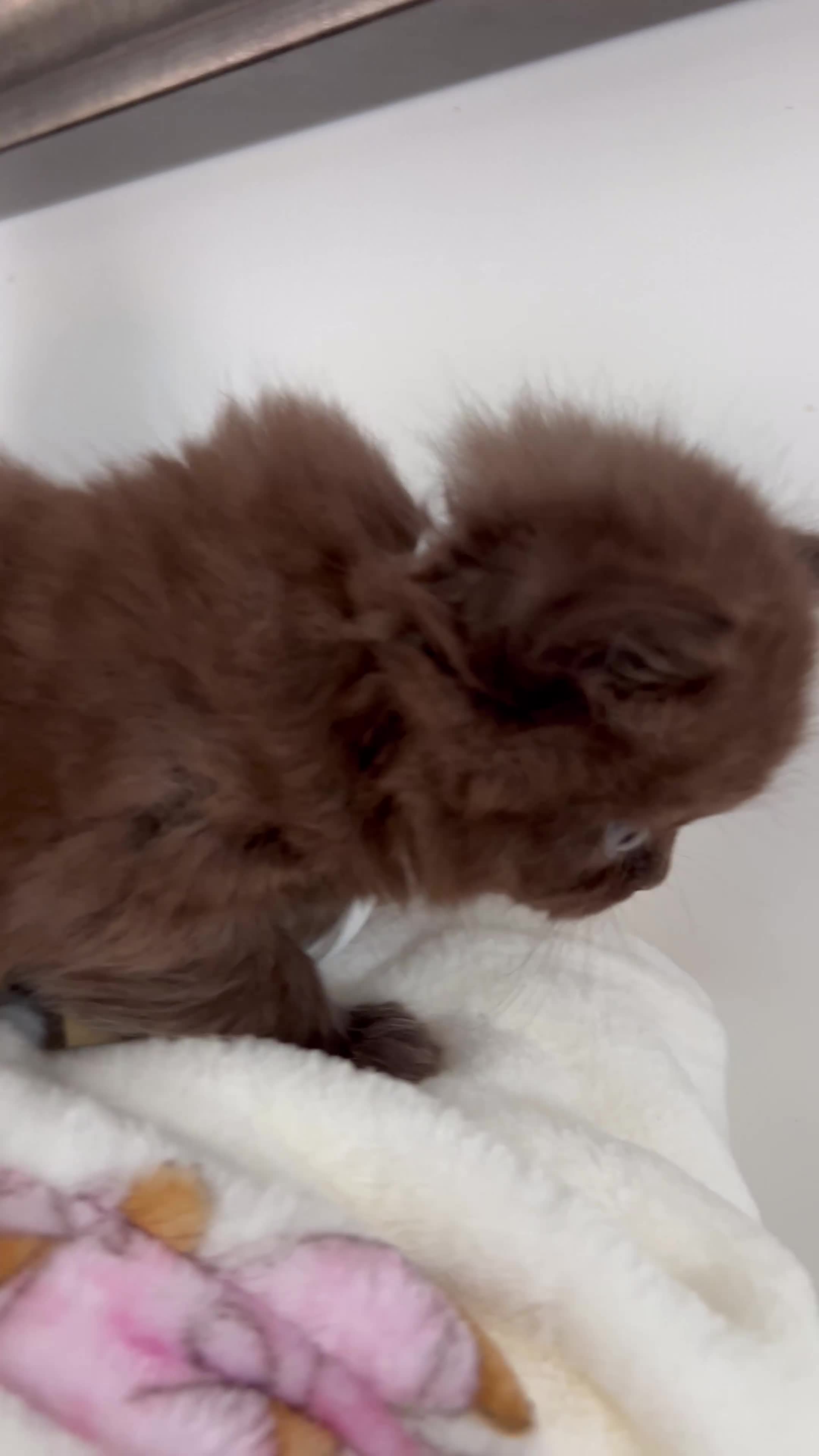 British Shorthair cats for sale: British Shorthair-Longhair  - Video 1