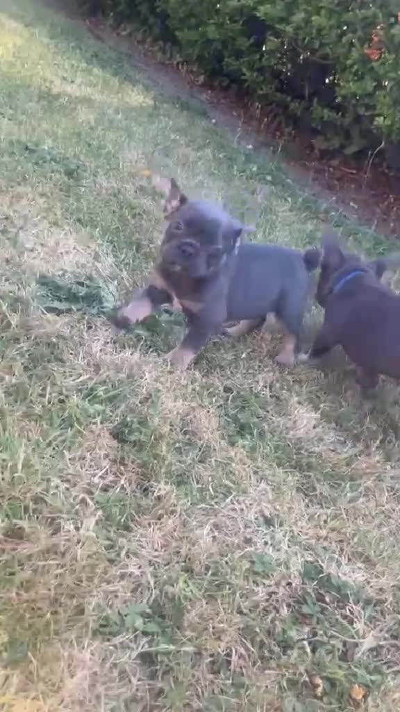 French Bulldog dogs for sale: French bulldogs for sale  - Video 1