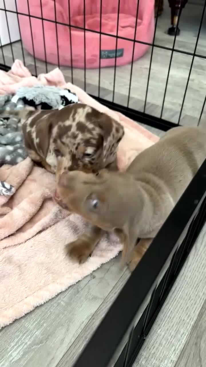 Miniature Dachshund dogs for sale: Isabella & tan Miniature dachshund  - Video 2