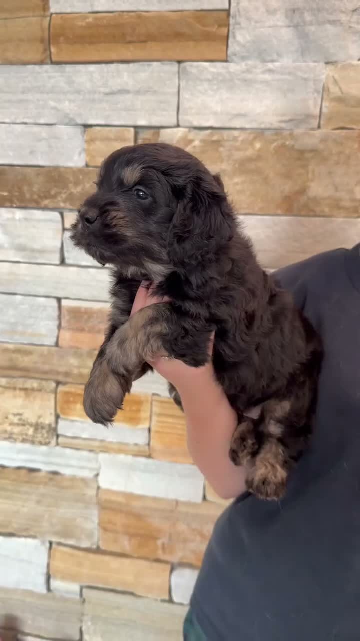 Mini Goldendoodle dogs for sale: 😍 Rare F1 Miniature Goldendoodles! 😍 - Video 3