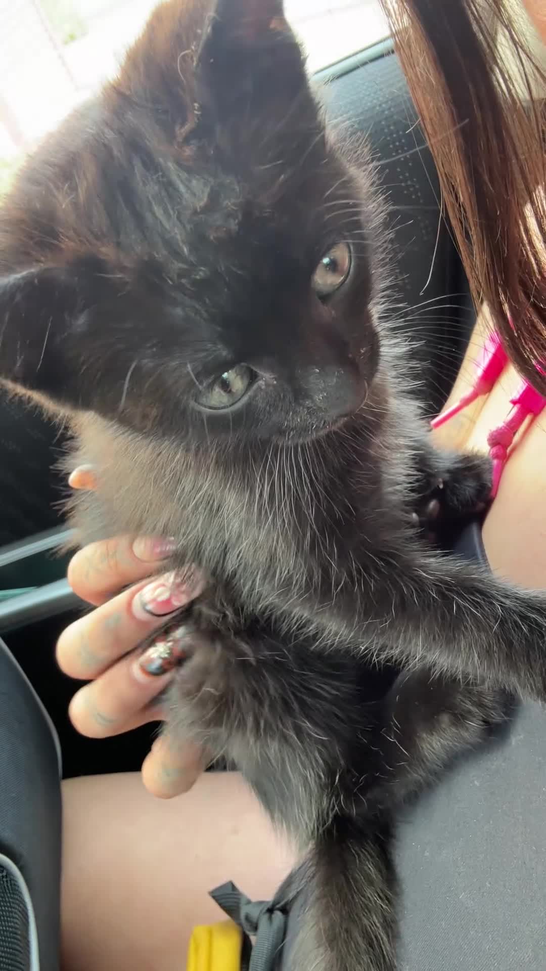 Mixed Breed cats for sale: Little kitten needs forever home.  in Edgware - Video 1