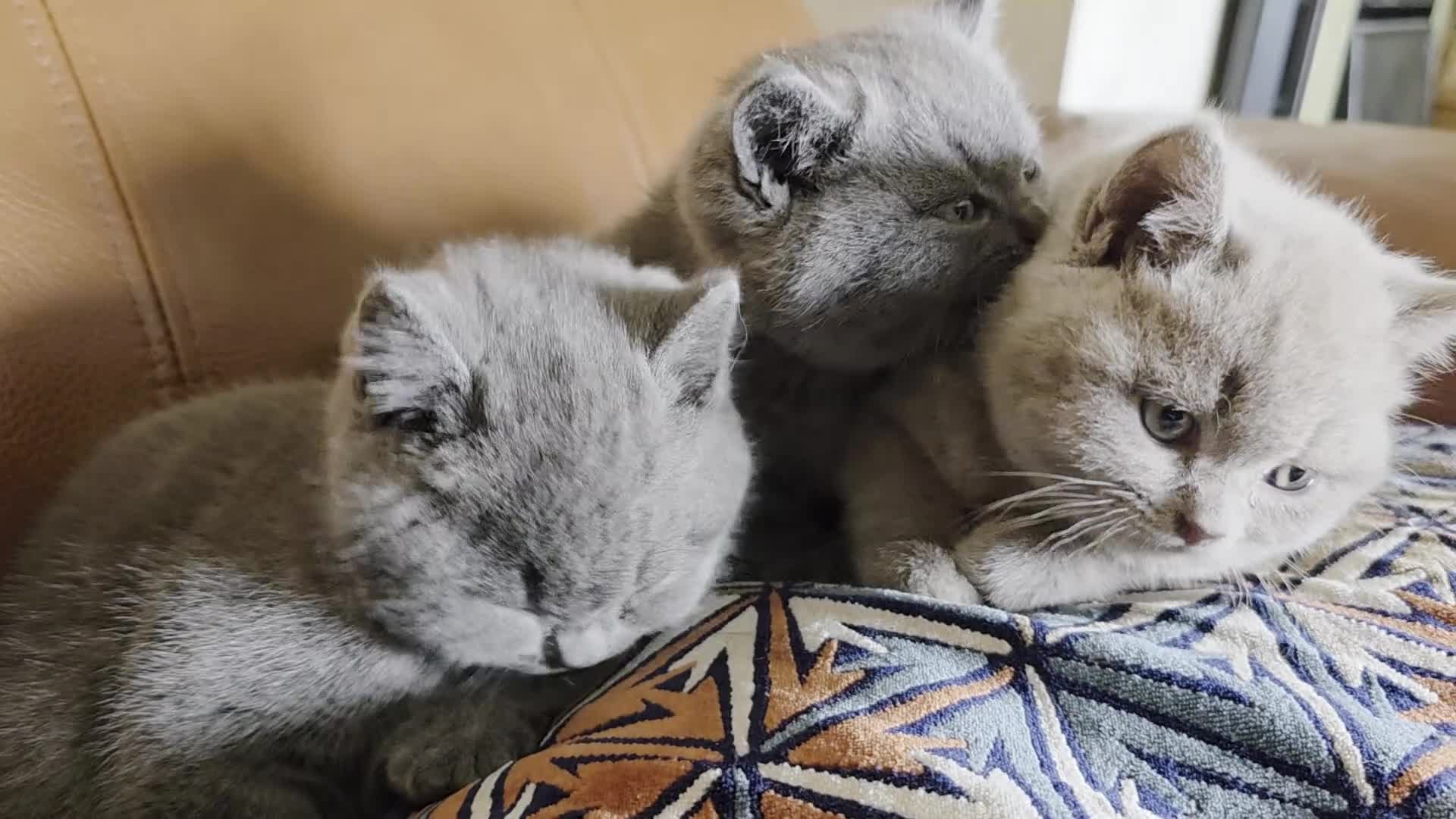 British Shorthair cats for sale: Pedigree BSH short hair kittens for sale - Video 1