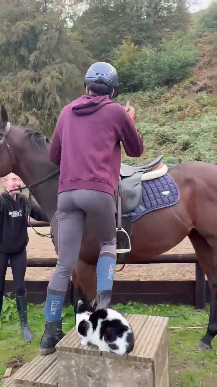 Irish Thoroughbred horses for sale: Smartie  - fun loving allrounder type  - Video 1