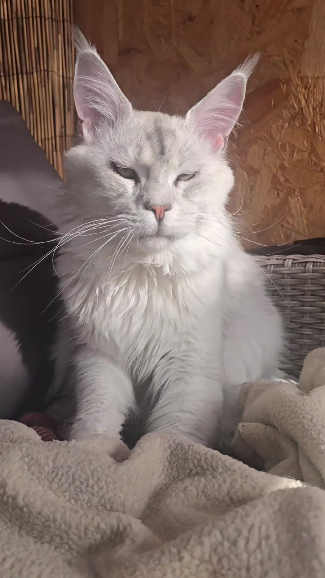 Maine Coon cats for sale: Mainecoon tica registered kittens shaded line - Video 3