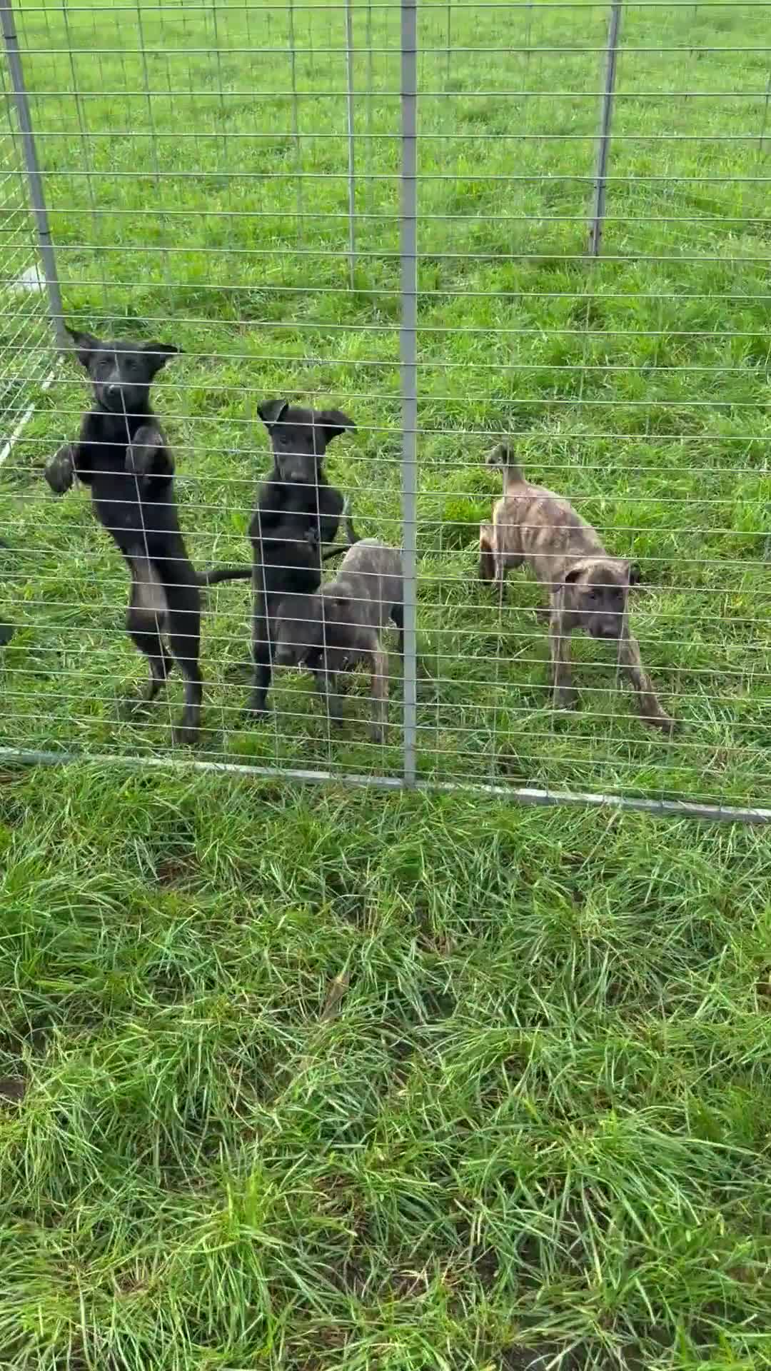 Mixed Breed dogs for sale: Belgian malinios x bullwhippet pups  - Video 2