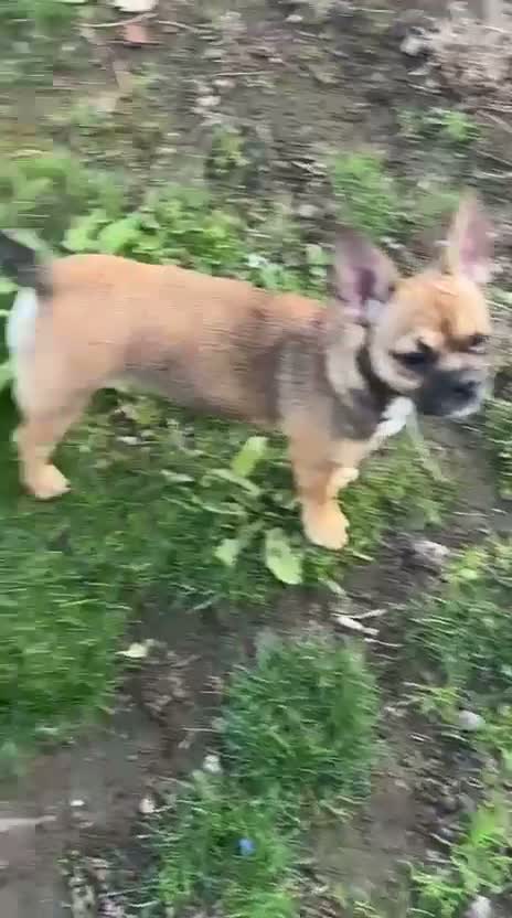 Mixed Breed dogs for sale: French bulldog cross jackchi - Video 1