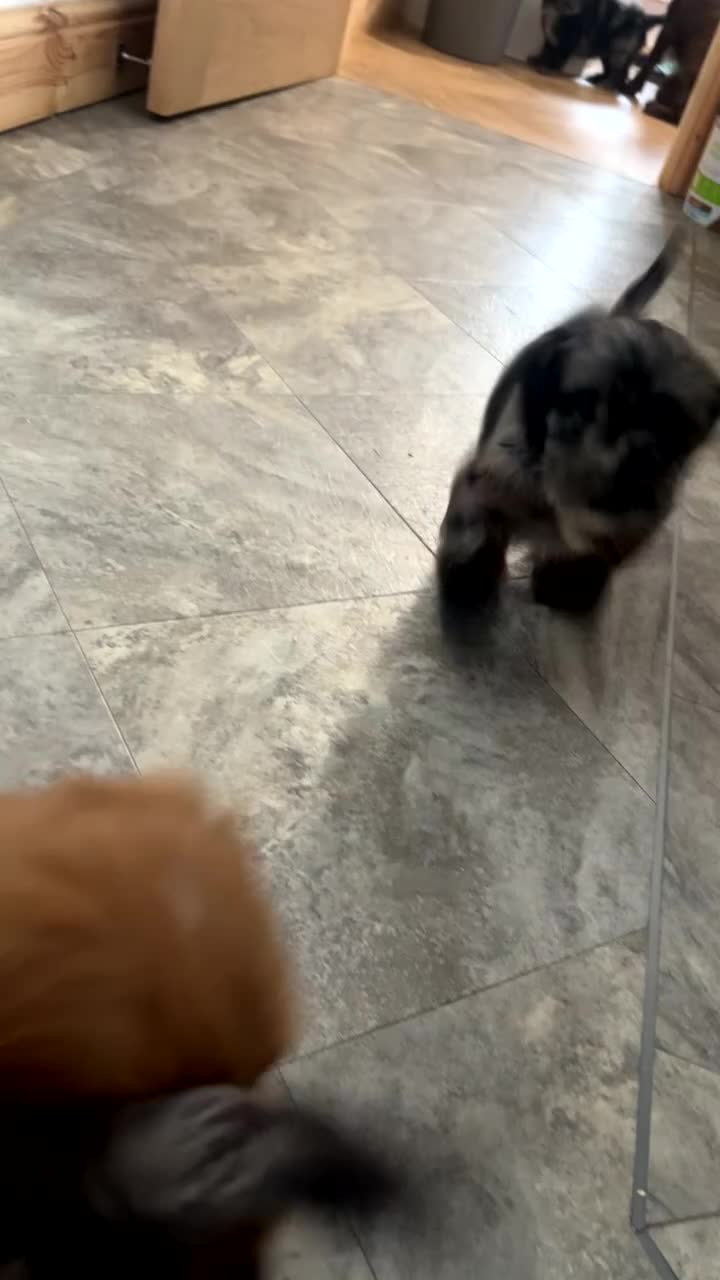 Cockapoo dogs for sale: F1 Health tested cockapoos 😍🔥⭐️ - Video 1