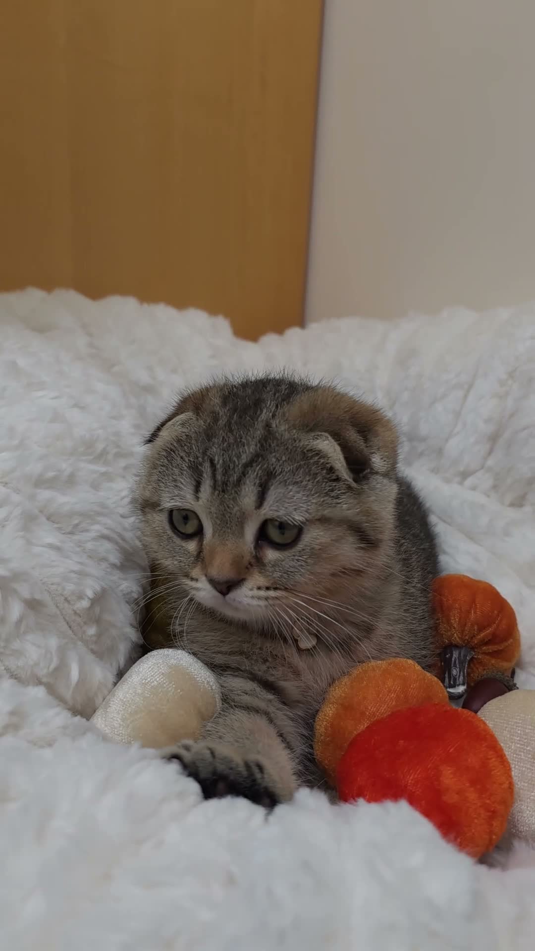 Scottish Fold cats for sale: Golden Tabby Kittens  - Video 2