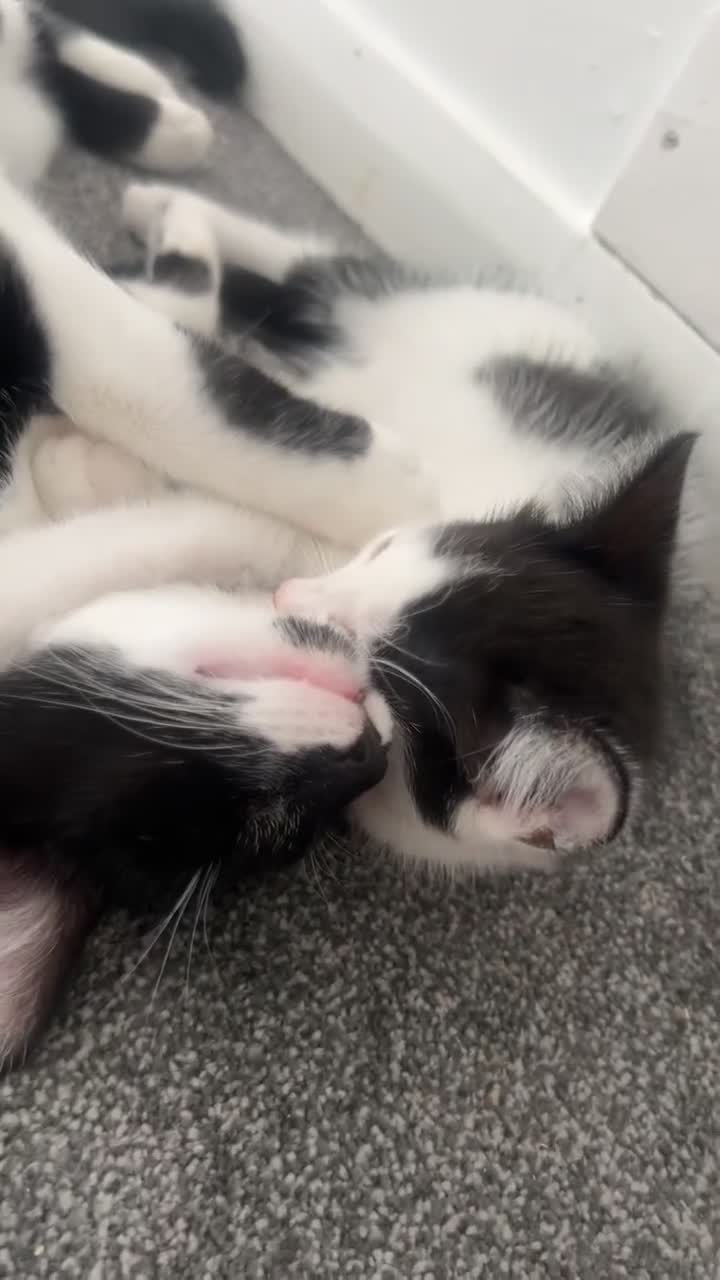Mixed Breed cats for sale: Kittens for sale - Video 2