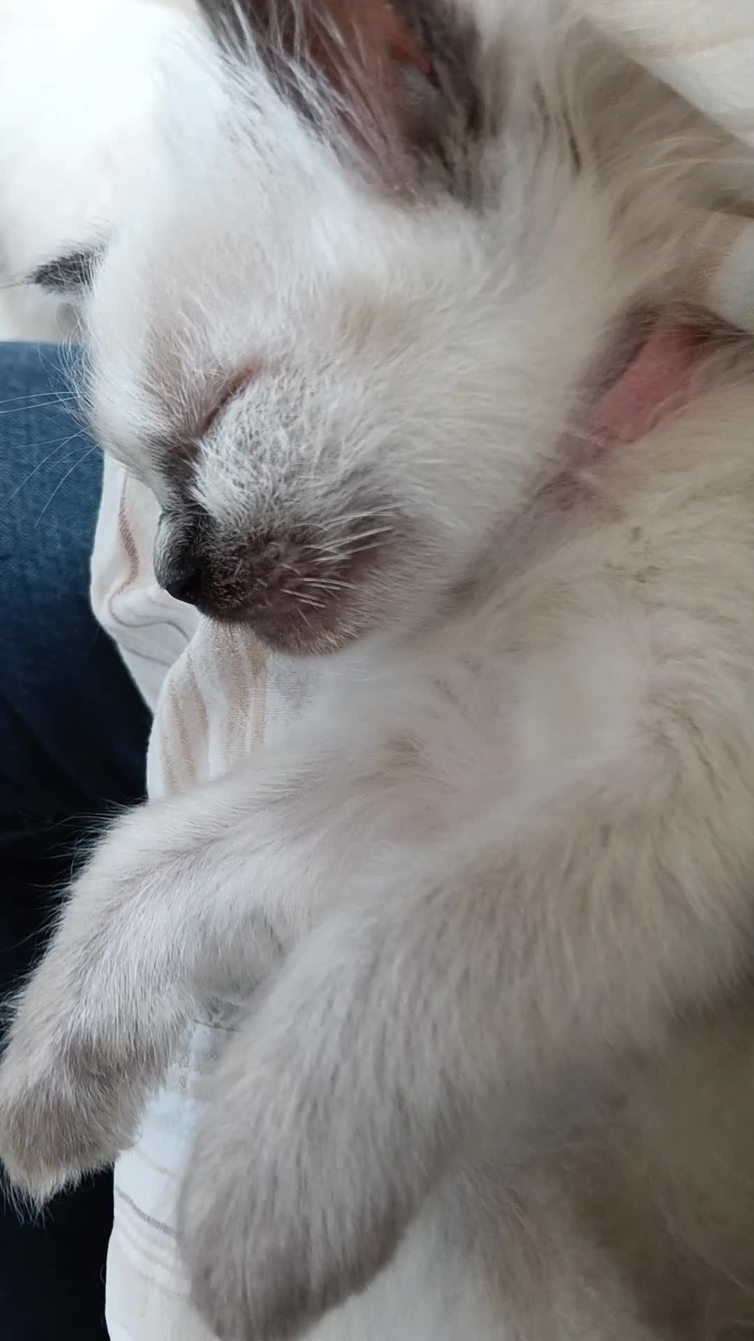 Ragdoll cats for sale: GCCF Registered ragdoll kittens available 28 Aug.  - Video 2