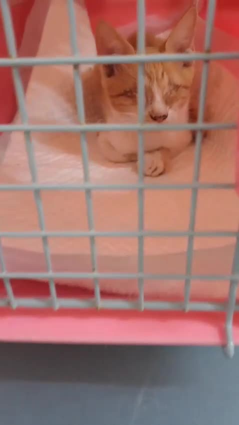 Mixed Breed cats for adoption: WE FIUND 2 BLIND KITTENS- CAN WE FIND ADOPTERS ??? - Video 3