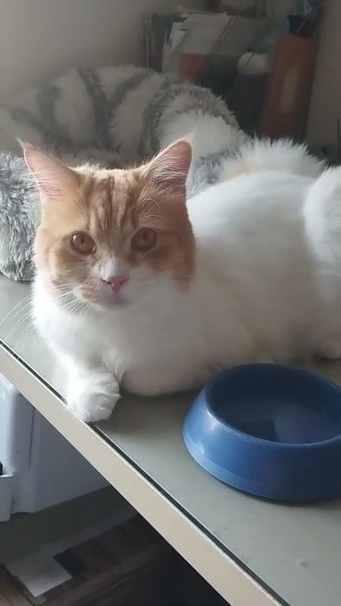 Mixed Breed cats for adoption: MESH MESH & BROWNIE HANDSOME BONDED NEUTERED PAIR  - Video 2