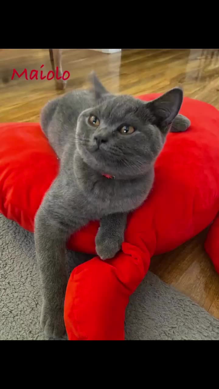 British Shorthair cats for sale: British Shorthair kittens, GCCF Certificate  in Dundee - Video 4