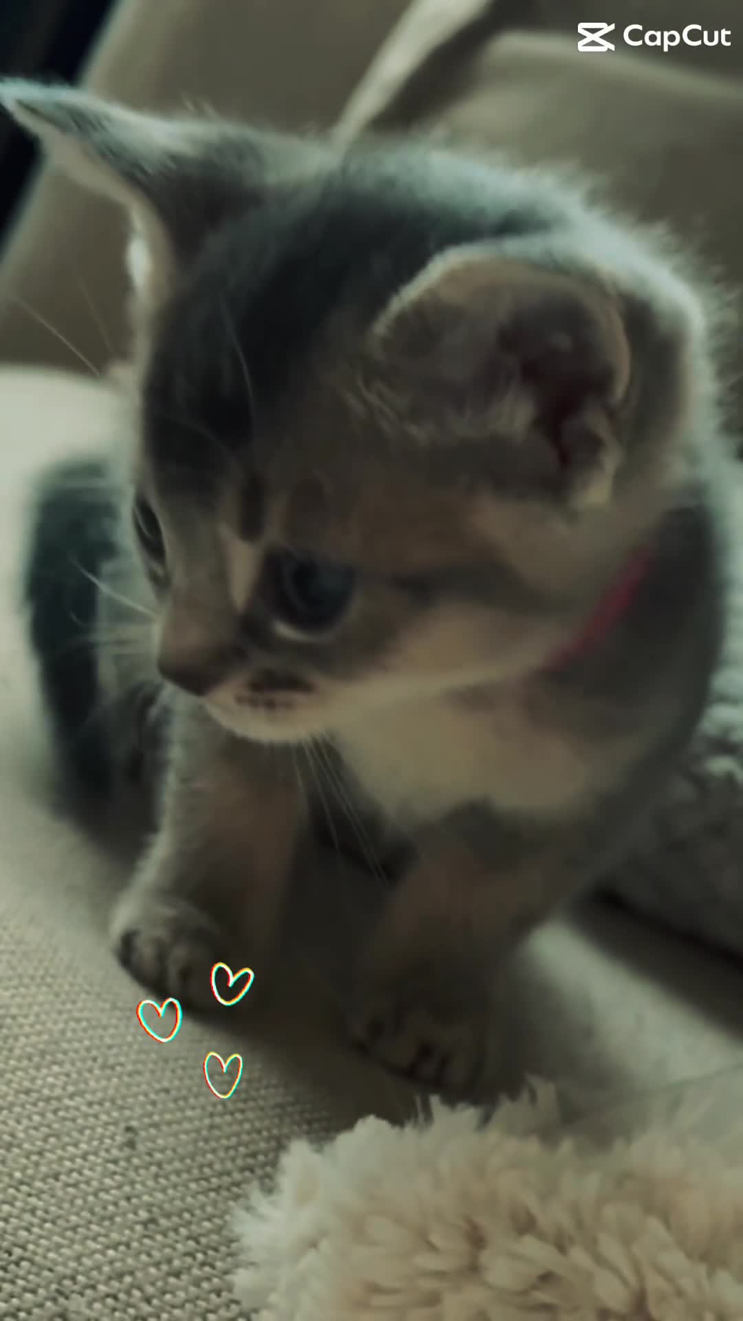 Mixed Breed cats for sale: Beautiful Abyssinian Cross Kittens in Nuneaton - Video 1