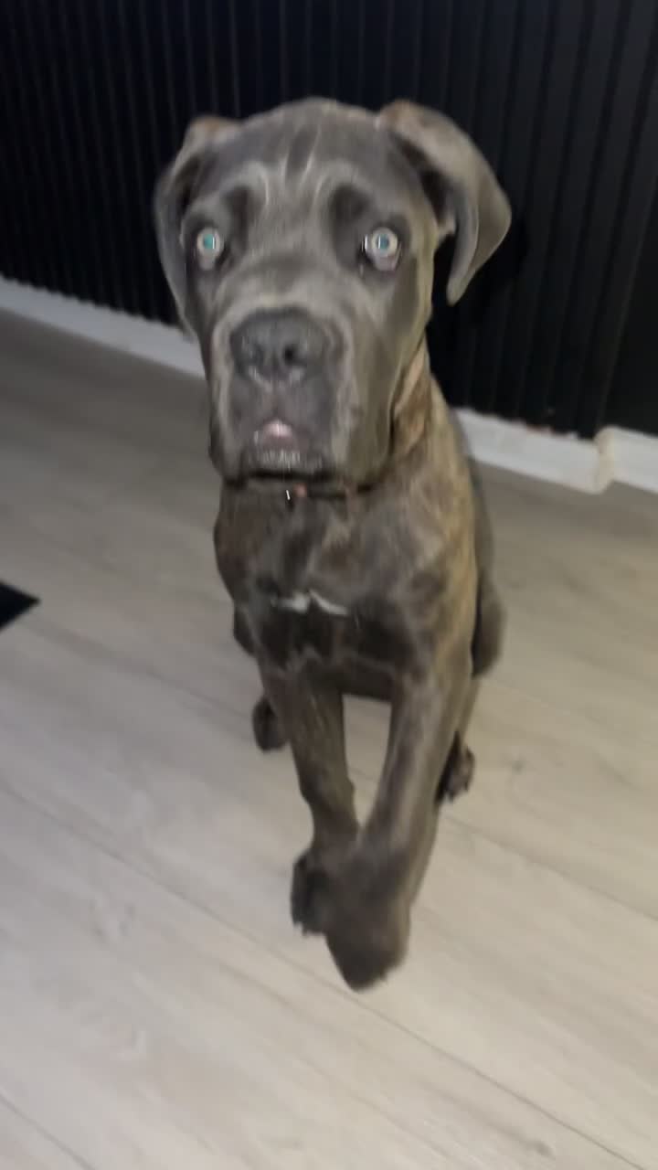 Cane Corso dogs for sale: Cane corsa  - Video 1