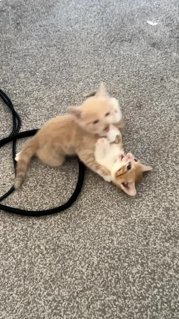 Domestic Shorthair cats for sale: Beautiful kittens Looking for Their Forever Homes - Video 1