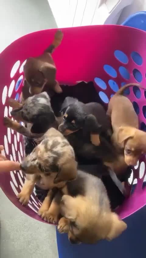 Mixed Breed dogs for sale: Dashound cross pomeranian  - Video 1