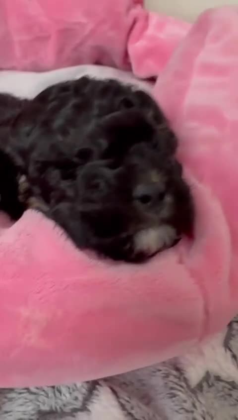 Maltipoo dogs for sale: Toy maltipoo in Stockport - Video 2