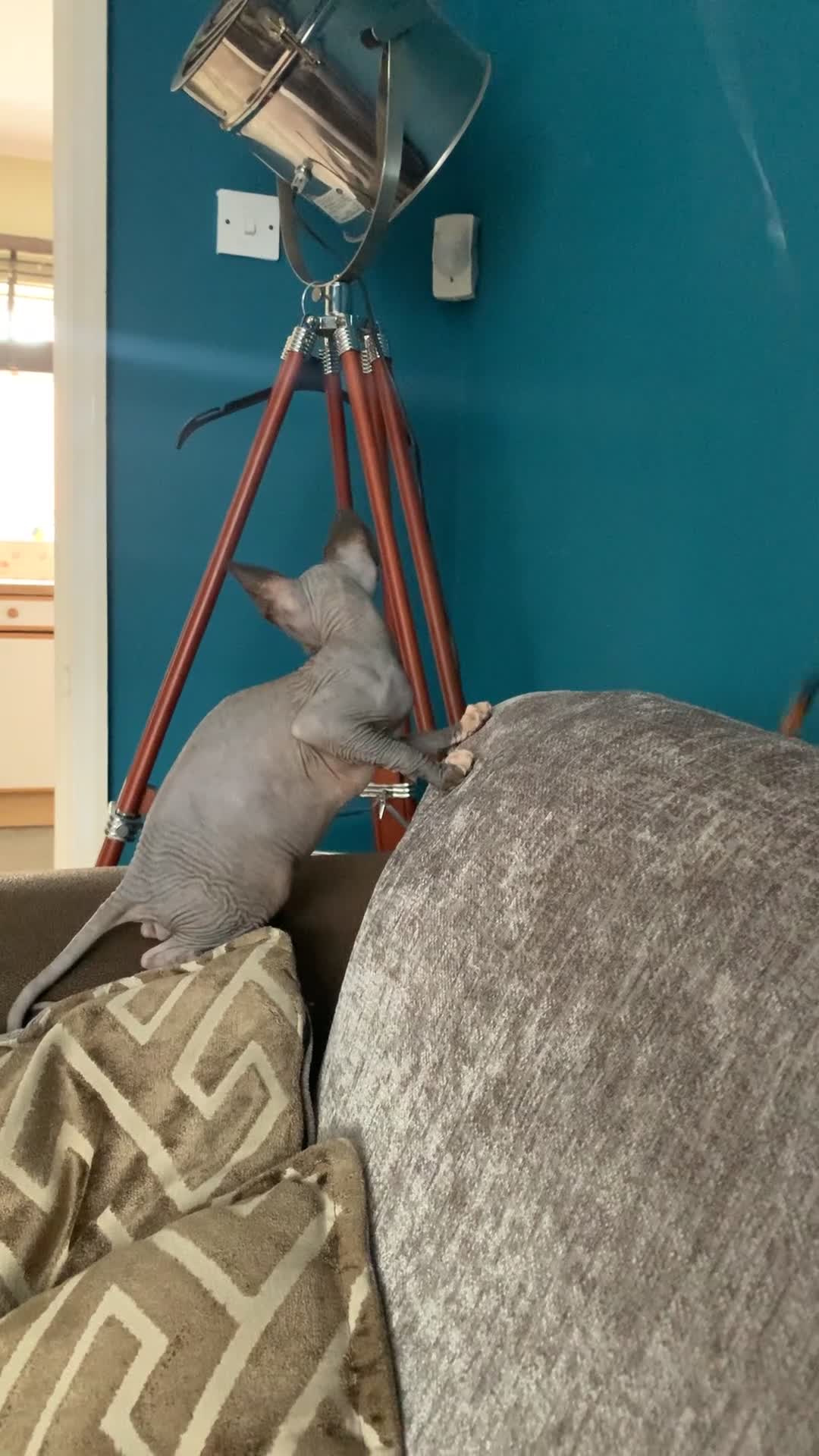 Sphynx cats for sale: Hairless kittens sphinx/bambino - Video 1