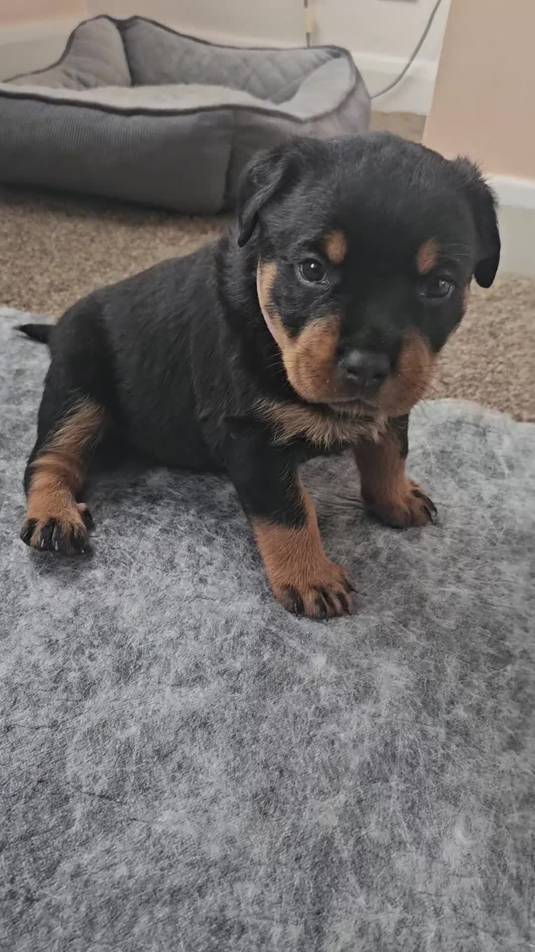 Rottweiler dogs for sale: Pure breed Rottweiler  - Video 1