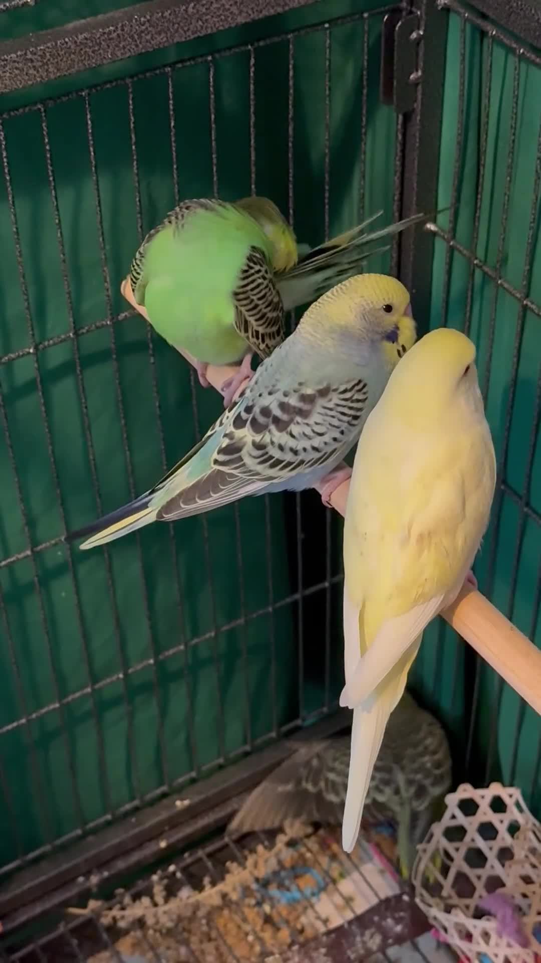 Budgerigars birds for sale: 8 week old baby budgies available in Runcorn - Video 2