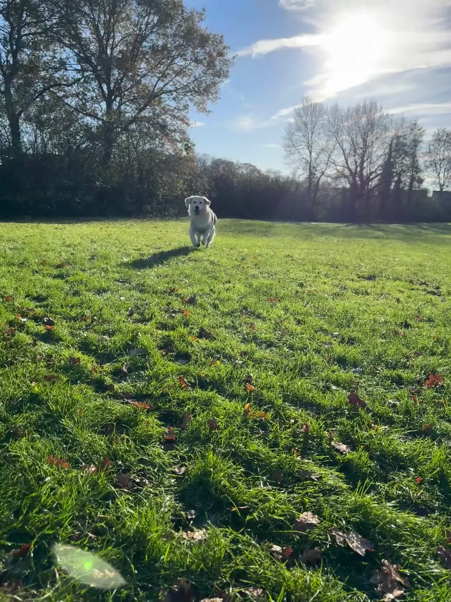 Golden Retriever dogs for stud: Bear -Now available for stud  - Video 3