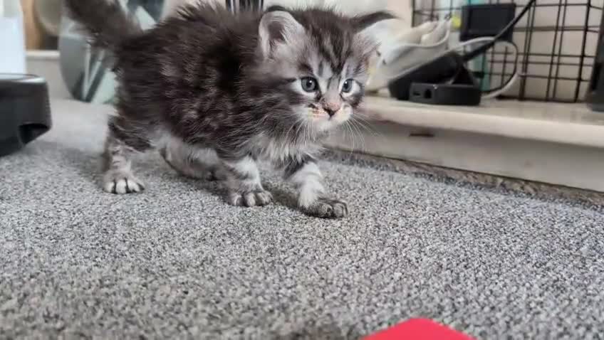 Maine Coon cats for sale: Maine coon kittens  - Video 1