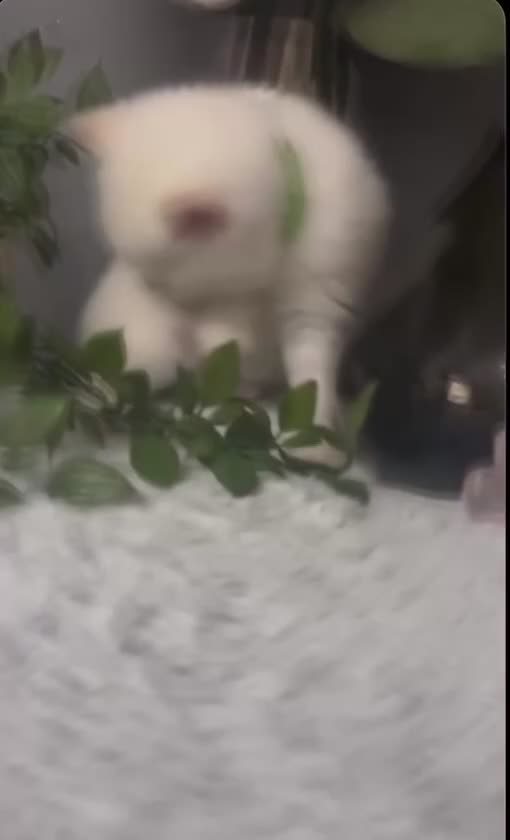 British Shorthair cats for sale: British short hair kittens  - Video 1