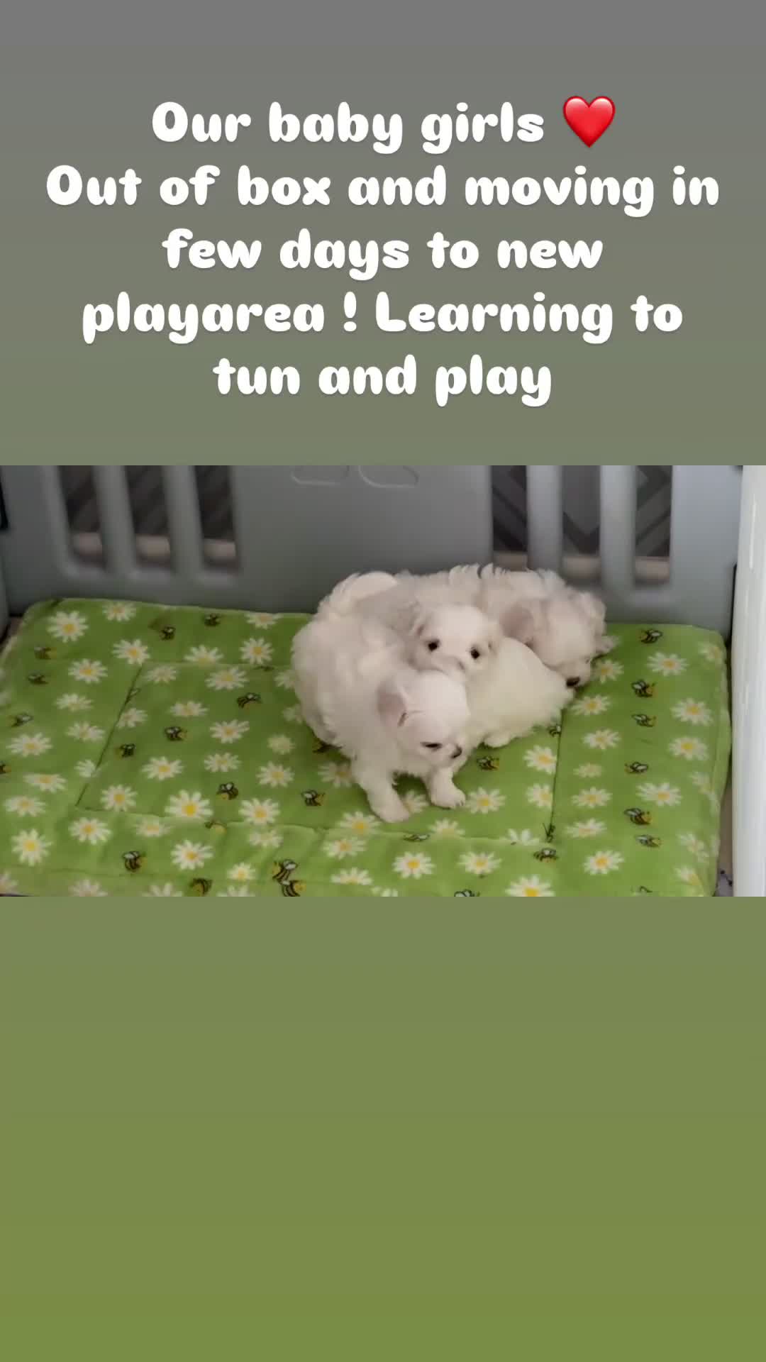 Maltese dogs for sale: Tiny KC Reg. Korean Maltese- CH line show dogs! - Video 1