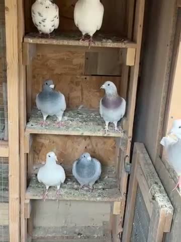 Mixed Breed birds for sale: Pigeons  in Chesterfield - Video 1